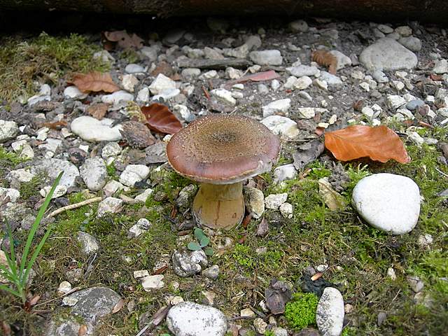 Funghi nella nebbia